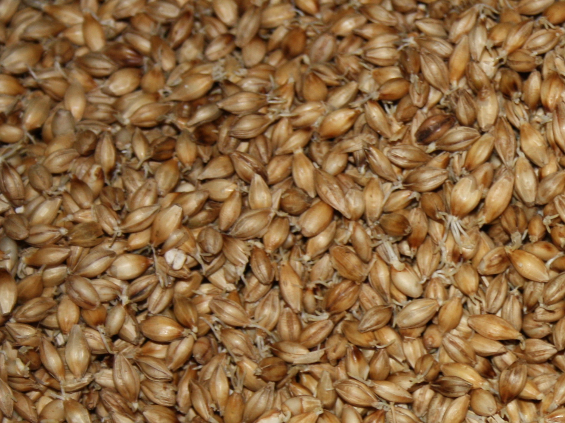 Barley6