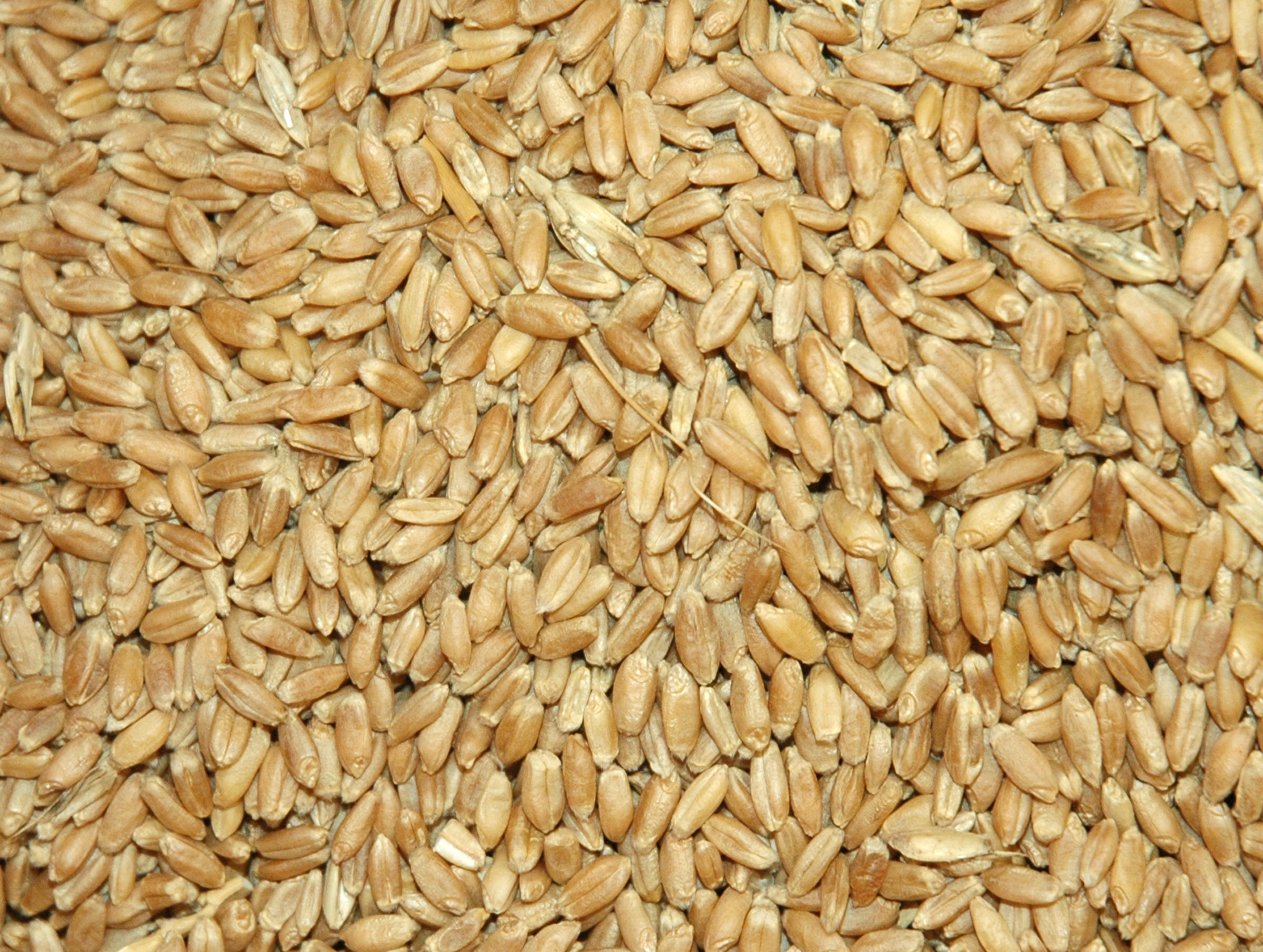 wheat 4